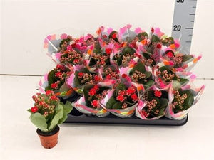 Mini Pink Double Kalanchoe – 6cm Pot