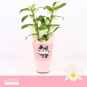 White Dendrobium Nobile Orchid – 12cm Pot