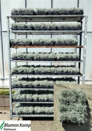 Cushion Bush (Leucophyta brownii) – 9cm Pot