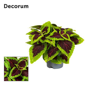 Coleus ‘Alligator Alley’ – 13cm Pot