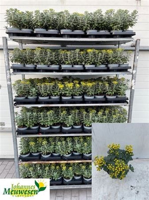 Ajania pacifica ‘Silver and Gold’ – 12cm Pot