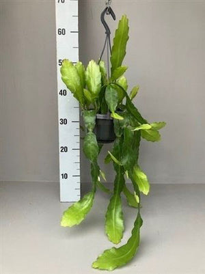 Epiphyllum ‘Frühlingsgold’ – 14cm Pot, 85cm Tall