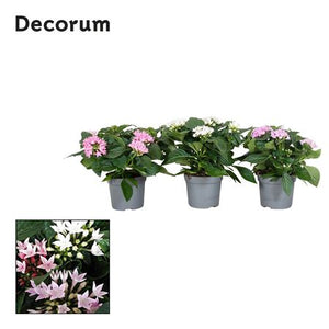Pentas Starcluster Mixed – 13cm Pot