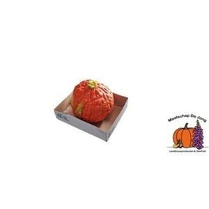Orange Ornamental Cucumber Plant – 1 Fruit