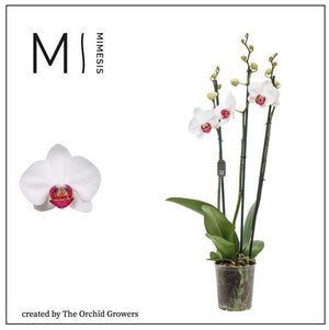Red Phalaenopsis Orchid – 3 Stem, 12cm Pot