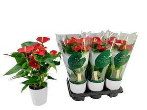 Red Anthurium Houseplant – 12cm Ceramic Pot