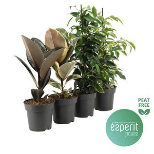 Mixed Ficus Houseplant – 14cm Pot, 40cm High