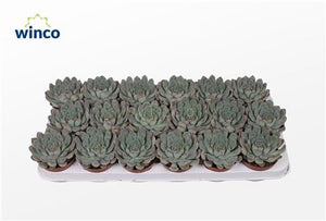 Pink Edge Echeveria Succulent – 8.5cm Pot