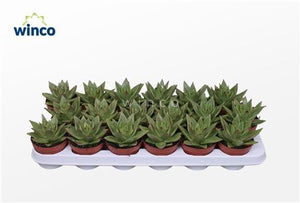 Echeveria ‘Lipstick’ Succulent – 8.5cm Pot