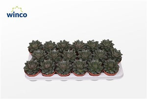 Echeveria ‘Purple’ Succulent – 8.5cm Pot
