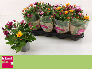 Chrysanthemum ‘Aubisque’ Tri-Colour – 12cm Pot