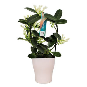 Stephanotis Flowering Plant – 13cm Ceramic Pot