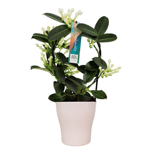 Stephanotis Flowering Plant – 13cm Ceramic Pot