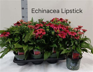 Echinacea ‘Lipstick’ Pink Coneflower – 17cm Pot