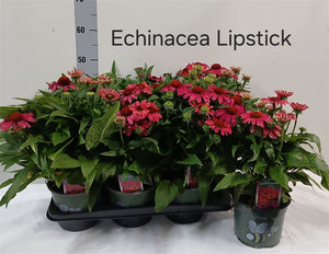 Echinacea ‘Lipstick’ Pink Coneflower – 17cm Pot