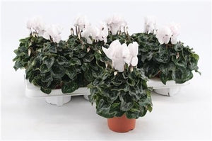 White Cyclamen persicum ‘Allure’ – 10.5cm Pot