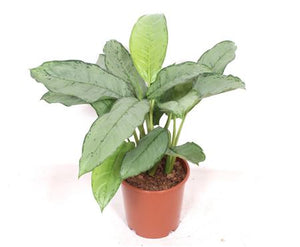 Aglaonema Freedman Chinese Evergreen – 24cm Pot