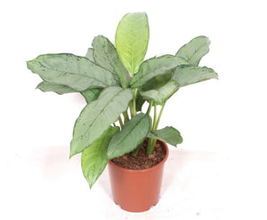 Aglaonema Freedman Chinese Evergreen – 24cm Pot