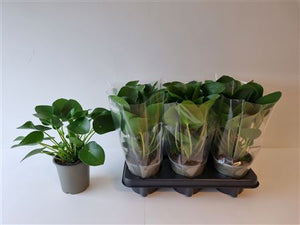 Pilea Peperomioides – 13cm Pot