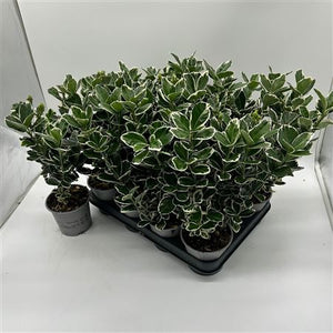 Euonymus japonicus 'Silver Queen' – 10.5cm Pot