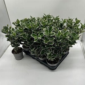 Euonymus japonicus 'Silver Queen' – 10.5cm Pot