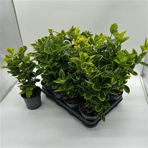 Golden Euonymus ‘Aureomarginatus’ – 10.5cm Pot