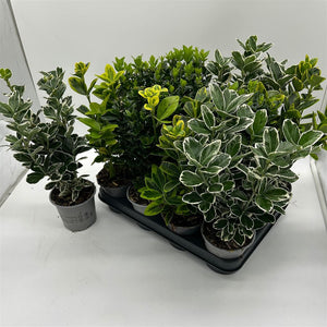 Mixed Euonymus Plant – 10.5cm Pot
