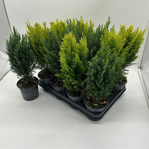 Mixed Conifer Plant – 10.5cm Pot, 35cm High