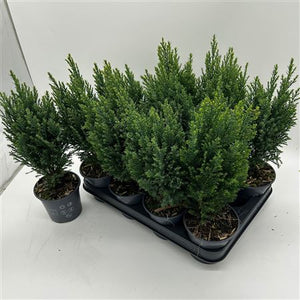 Lawson Cypress ‘Snow White’ – 10.5cm Pot
