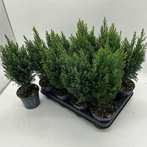 Lawson Cypress ‘Snow White’ – 10.5cm Pot