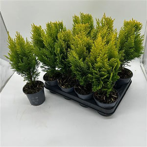Lawson Cypress ‘Ellwoodii’ – 10.5cm Pot