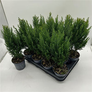 Lawson Cypress ‘Ellwoodii’ – 10.5cm Pot
