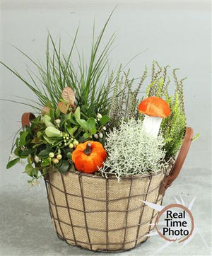 Ornamental Indoor Plant Arrangement – 24cm Pot