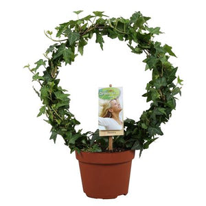 Green English Ivy (Hedera helix) – 13cm Pot