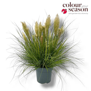 Tiny Pampa Grass (Cortaderia) – 27cm Pot