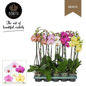 Mixed Phalaenopsis Orchid – 3 Stem, 12cm Pot