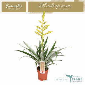 Tillandsia oerstediana Air Plant – 12cm Pot, 60cm High