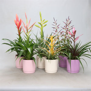 Mixed Tillandsia in Pastel Pot – 12cm