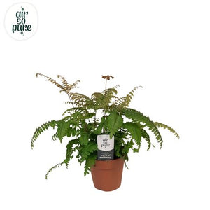 Bronze Maidenhair Fern (Adiantum) – 12cm Pot