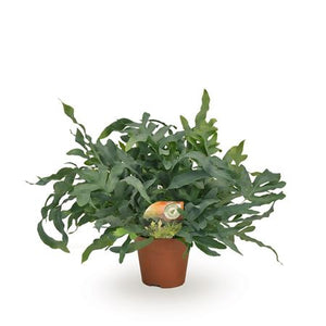 Blue Star Fern (Phlebodium) – 17cm Pot, 60cm High