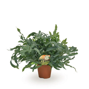 Blue Star Fern (Phlebodium) – 17cm Pot, 60cm High