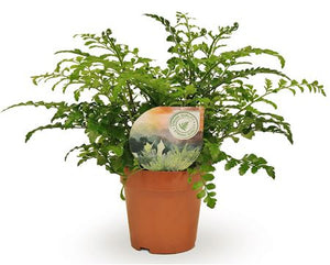 Asplenium ‘Parvati’ Fern – 12cm Pot