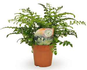 Asplenium ‘Parvati’ Fern – 12cm Pot