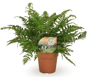 Korean Rock Fern (Polystichum tsussimense) – 12cm Pot