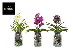 Vanda Orchid in Glass Vase – 15cm Pot, 60cm High