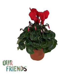 Red Persian Cyclamen (Cyclamen persicum) – 12cm Pot