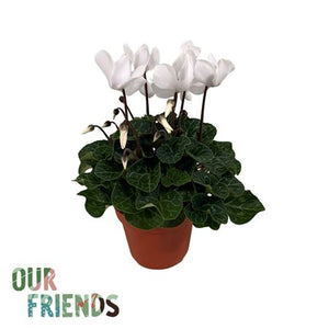 Red Persian Cyclamen (Cyclamen persicum) – 12cm Pot