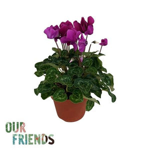 Dark Violet Persian Cyclamen (Cyclamen persicum) – 12cm Pot