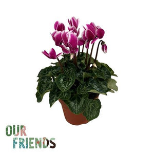 Dark Violet Persian Cyclamen (Cyclamen persicum) – 12cm Pot