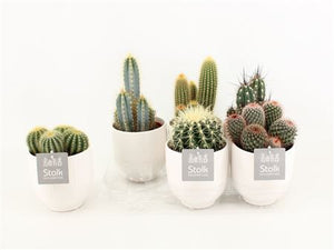 Mixed Cactus Collection – 13cm Ceramic Pot